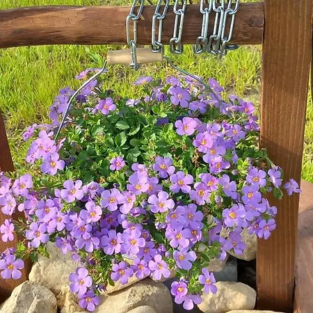 Dolina Sosny Dom wakacyjny