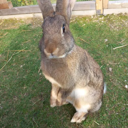 Casa de Férias Dolina Sosny Bukowiec (Lower Silesia)