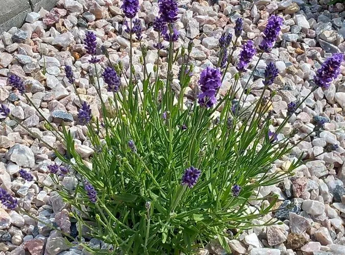 Dolina Sosny Vakantiehuis