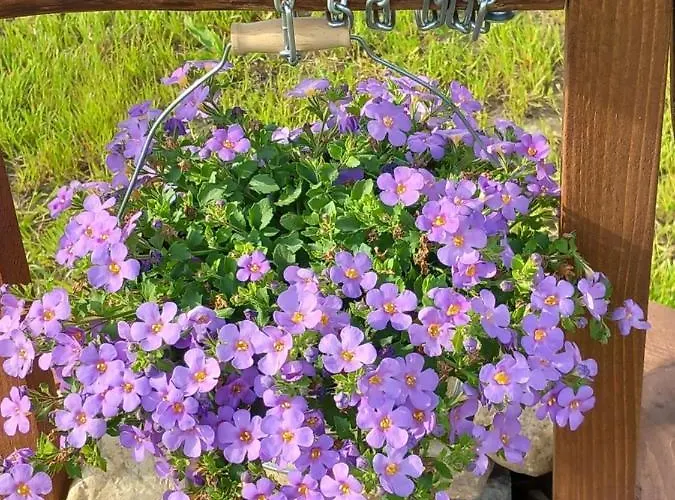 Dolina Sosny Casa de Férias