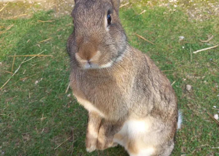 Casa de Férias Dolina Sosny Bukowiec (Lower Silesia)