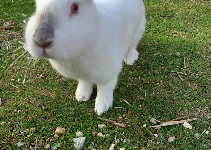 Vakantiehuis Dolina Sosny *